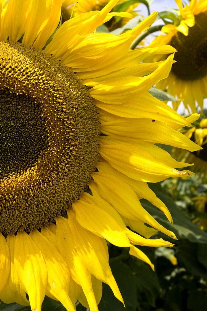 Sunflower oil category