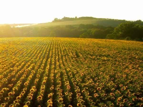 Sunflower oil export products